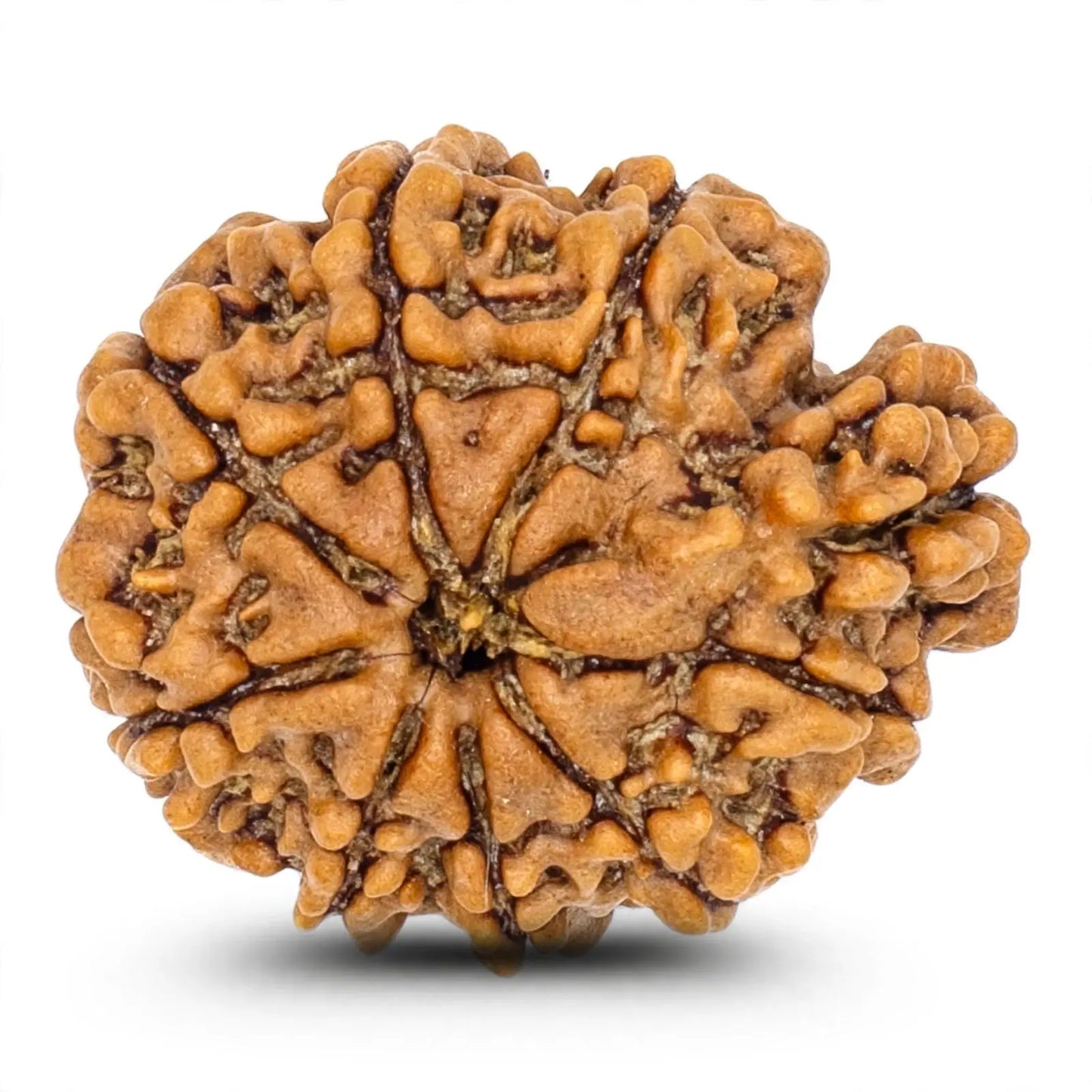 Original Rudraksha Collection 1 to 14 Mukhi Single Dana Sun point jewellers