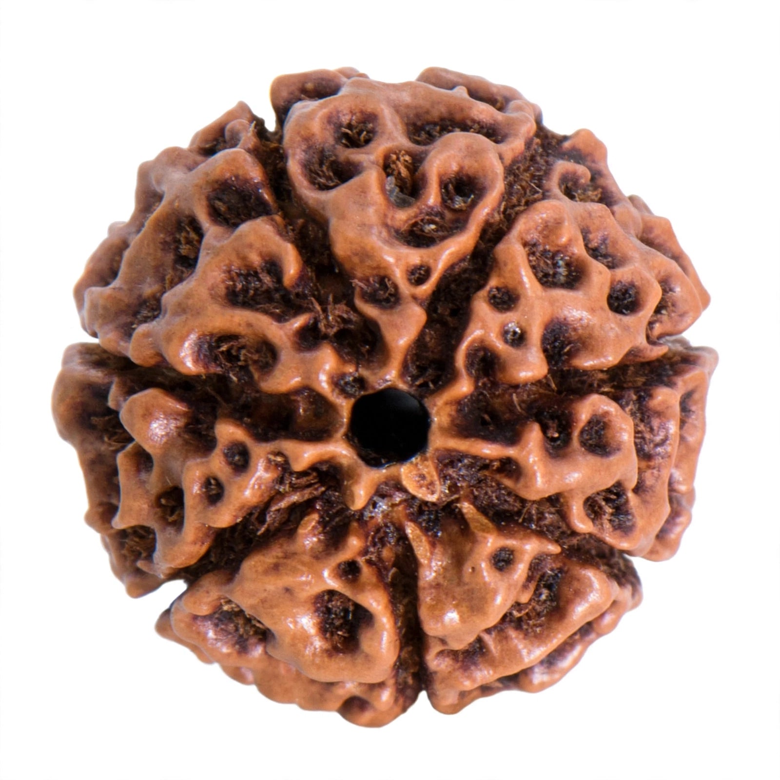 Original 1 Dana Rudraksha Single Bead - All Mukhi Collection | 5 Mukhi, 1 Mukhi Savar, 7 Mukhi, 2 Mukhi Nepal Original Lab Tested | Choose Your Mukhi | Sun Point Jewellers Kolkata Sun point jewellers