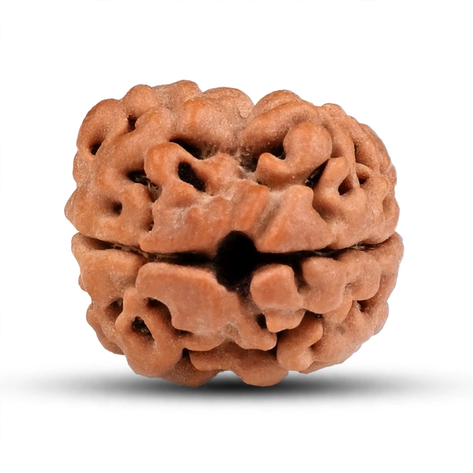 Original 1 Dana Rudraksha Single Bead - All Mukhi Collection | 5 Mukhi, 1 Mukhi Savar, 7 Mukhi, 2 Mukhi Nepal Original Lab Tested | Choose Your Mukhi | Sun Point Jewellers Kolkata Sun point jewellers