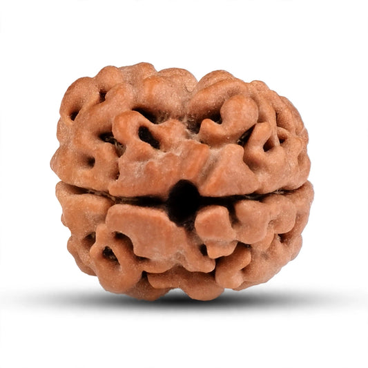 Original 1 Dana Rudraksha Single Bead - All Mukhi Collection | 5 Mukhi, 1 Mukhi Savar, 7 Mukhi, 2 Mukhi Nepal Original Lab Tested | Choose Your Mukhi | Sun Point Jewellers Kolkata Sun point jewellers