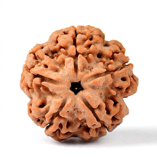 Original Rudraksha Collection 1 to 14 Mukhi Single Dana Sun point jewellers